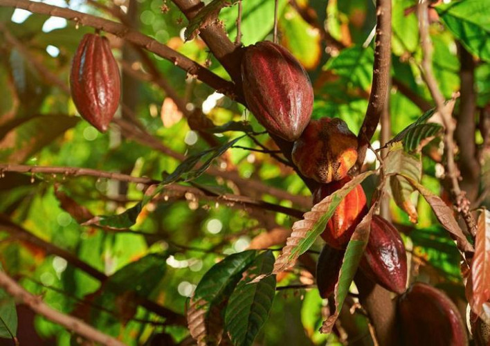 Destaque nacional na produção de cacau e mamão, Linhares diversifica a produção de frutas