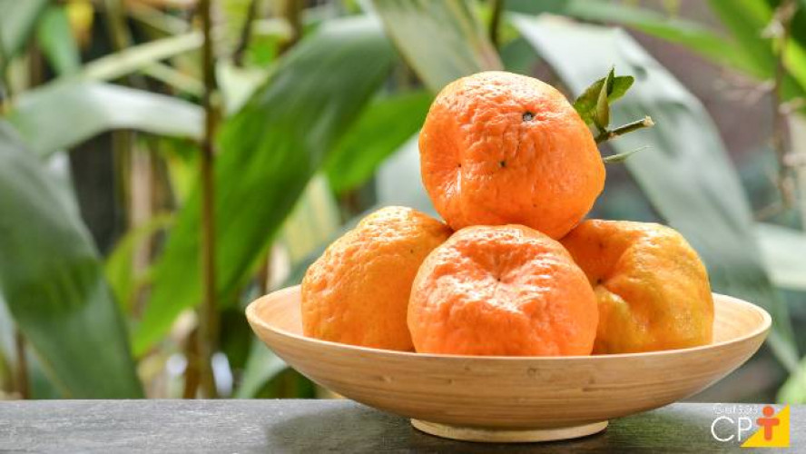 Linhares inicia a distribuição de mudas de tangerina, abacate e laranja a produtores 