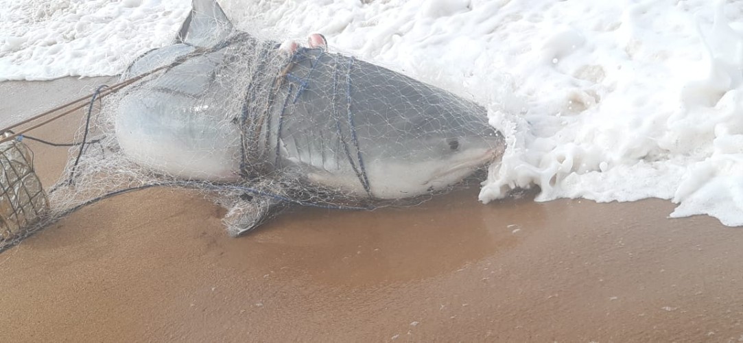 Tubarão de quase dois metros é capturado na praia de Regência